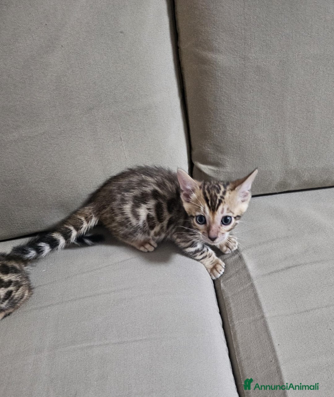 Bengala gatti in vendita: Gatto bengala  a Città metropolitana di Roma Capitale - Immagine 3
