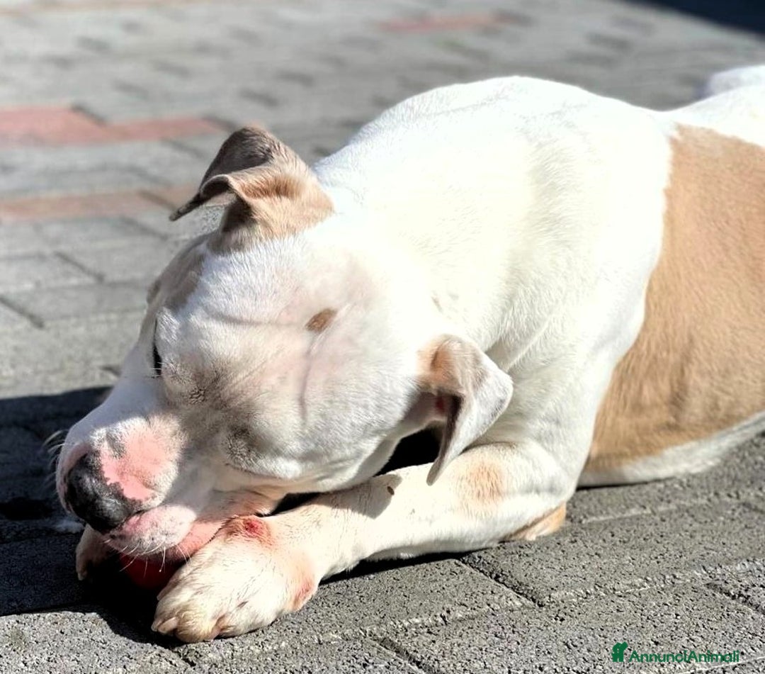 Meticcio cani in regalo: MAMBO PIT  a Città metropolitana di Milano - Annuncio 2