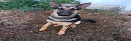 Meticcio cani in regalo: Cucciolotta di pastore cerca adozione - Annuncio 3