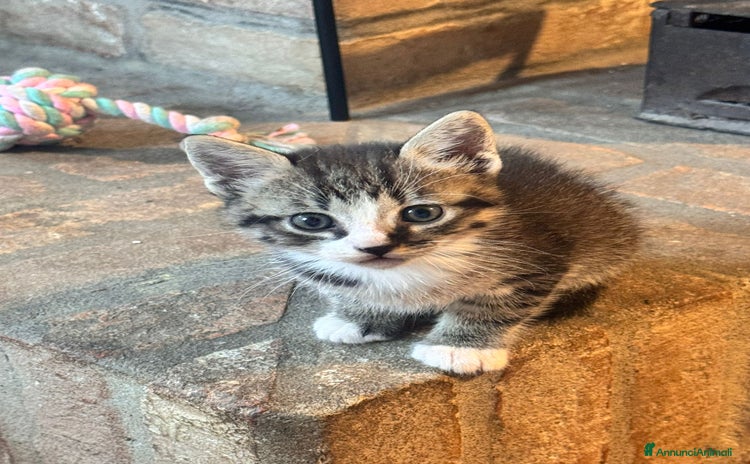 Europeo gatti Gattini in cerca di casa  - Annuncio 1