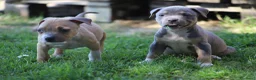 Pitbull cani in vendita: Pit Bull con pedigree anche a rate  - Annuncio 36