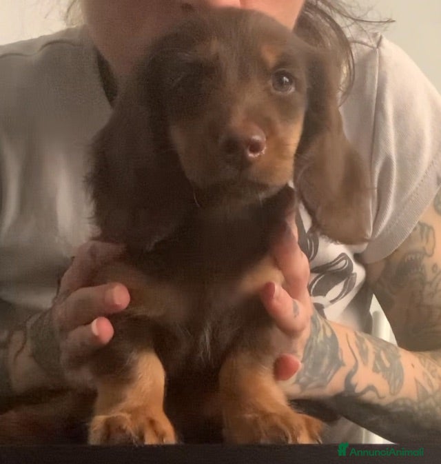 Bassotto cani Bassotto pelo lungo - Annuncio 22