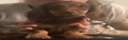 Bassotto cani in vendita: Bassotto pelo lungo - Annuncio 1
