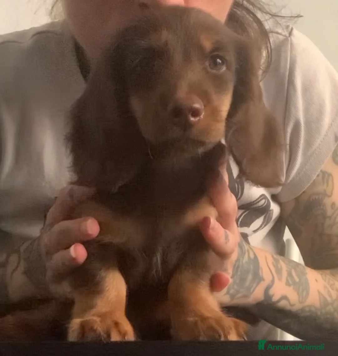 Bassotto cani in vendita: Bassotto pelo lungo - Annuncio 1