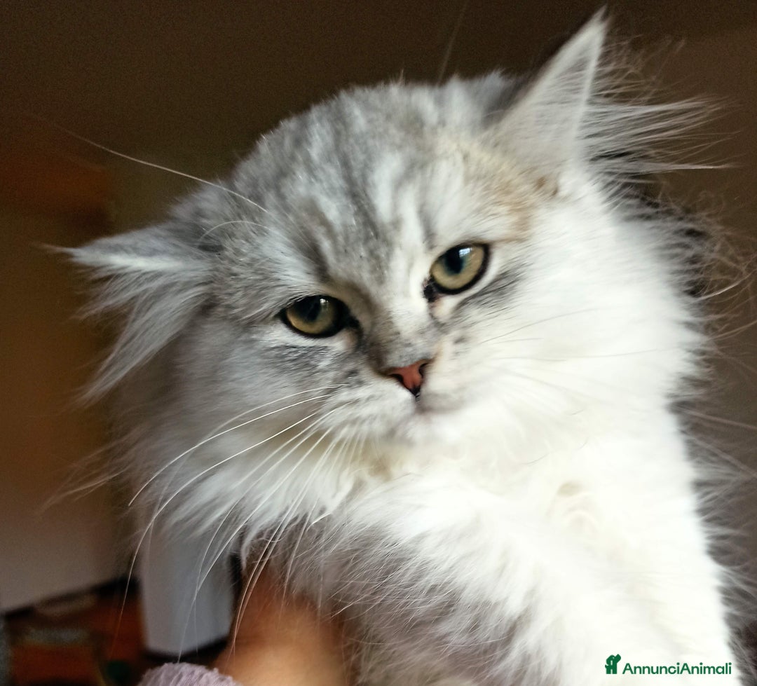 Persiano gatti in vendita: Gattini persiani normotipo  - Annuncio 4