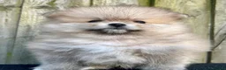 Volpino Pomerania cani in vendita: Adorabili cuccioli di Pomerania - Annuncio 6