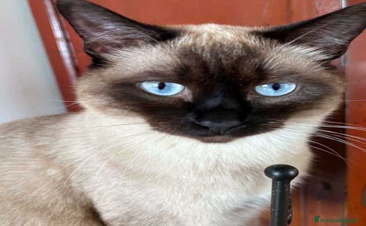 Siamese gatti a Città metropolitana di Roma Capitale - Annuncio 2