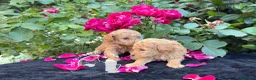 Barboncino Toy cani in vendita: Barboncino Toy – TreQuartidiLuna - Annuncio 6