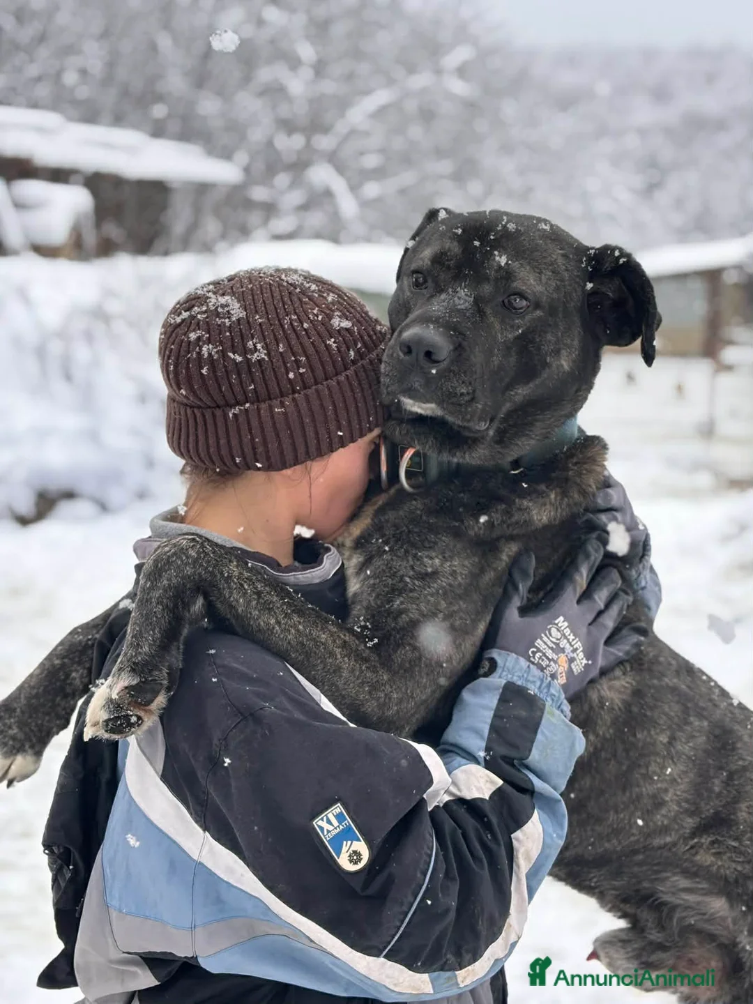 Meticcio cani in regalo: HERCULES, molosso dalla bontà unica! - Annuncio 11