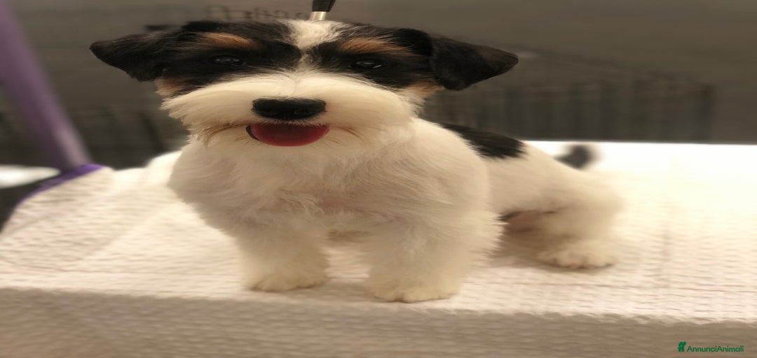 Immagine della galleria {{count}}