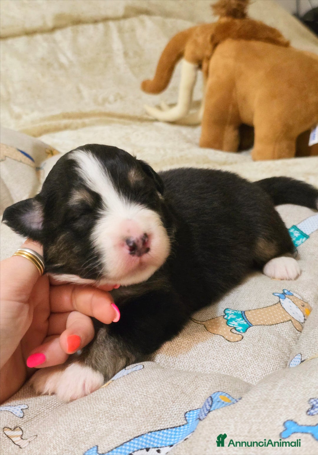 Australian Shepherd cani in vendita: Cucciole di pastore australiano con pedigree ENCI - Annuncio 16