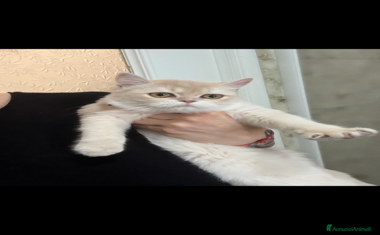 British gatti British femmina lilac golden  - Annuncio 6