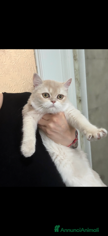 British gatti British femmina lilac golden - Annuncio 1