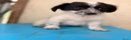 Meticcio cani in regalo: IL MORBIDO E DOLCE DUPLO a Città metropolitana di Roma Capitale - Annuncio 9