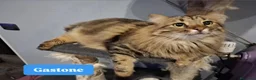 Europeo gatti in regalo: ADOZIONE URGENTE per Gastone e Morgana - Annuncio 7