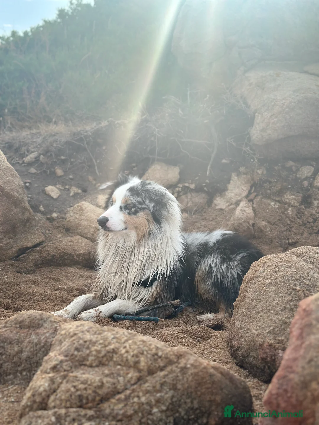Australian Shepherd cani per accoppiamento: Australian Sheperd Blu merle con pedigree. - Annuncio 6