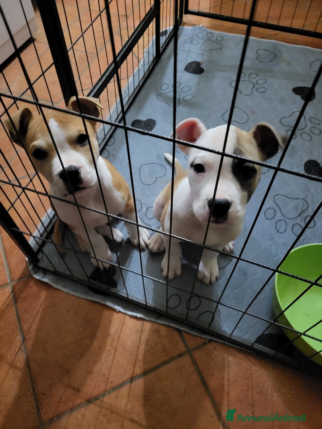 American Staffordshire cani in vendita: Cuccioli american Staffordshire terrier  - Annuncio 1