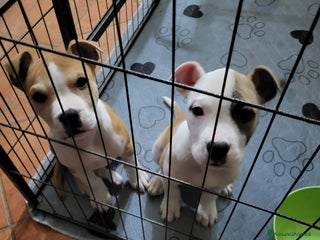 American Staffordshire cani Cuccioli american Staffordshire terrier - Annuncio 1