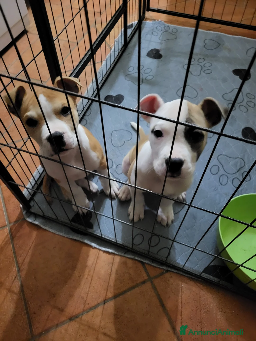 American Staffordshire cani in vendita: Cuccioli american Staffordshire terrier  - Annuncio 1