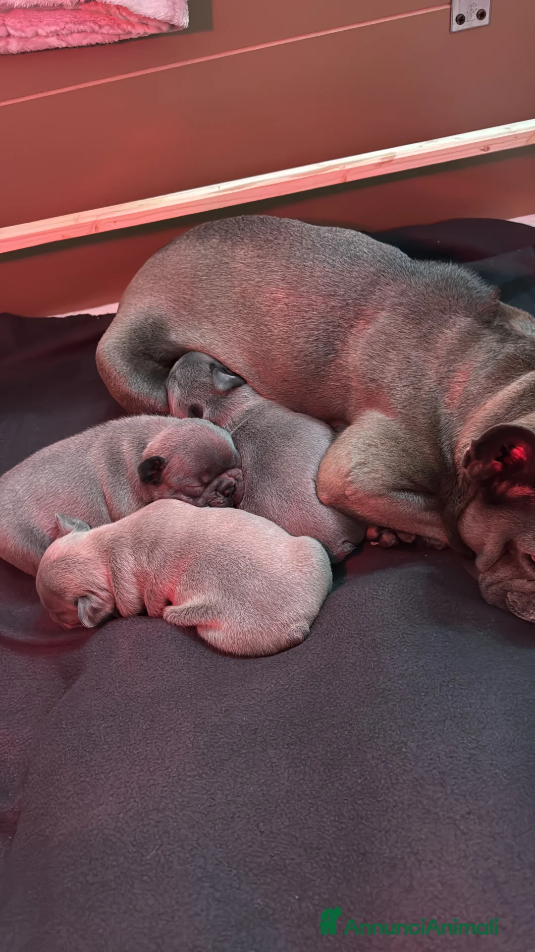 Bulldog Francese cani in vendita: Bulldog francese - Annuncio 2