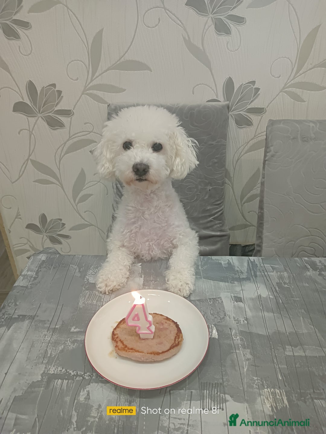 Meticcio cani in vendita: Maltipoo barboncino maschio  - Annuncio 9