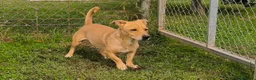 Meticcio cani in regalo: Togo 7anni,kg10,zampe corte, in canile.COSENZA - Annuncio 3