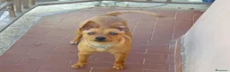 Meticcio cani in regalo: GIULIETTA TAGLIA PICCOLA  a Provincia di Varese - Annuncio 3