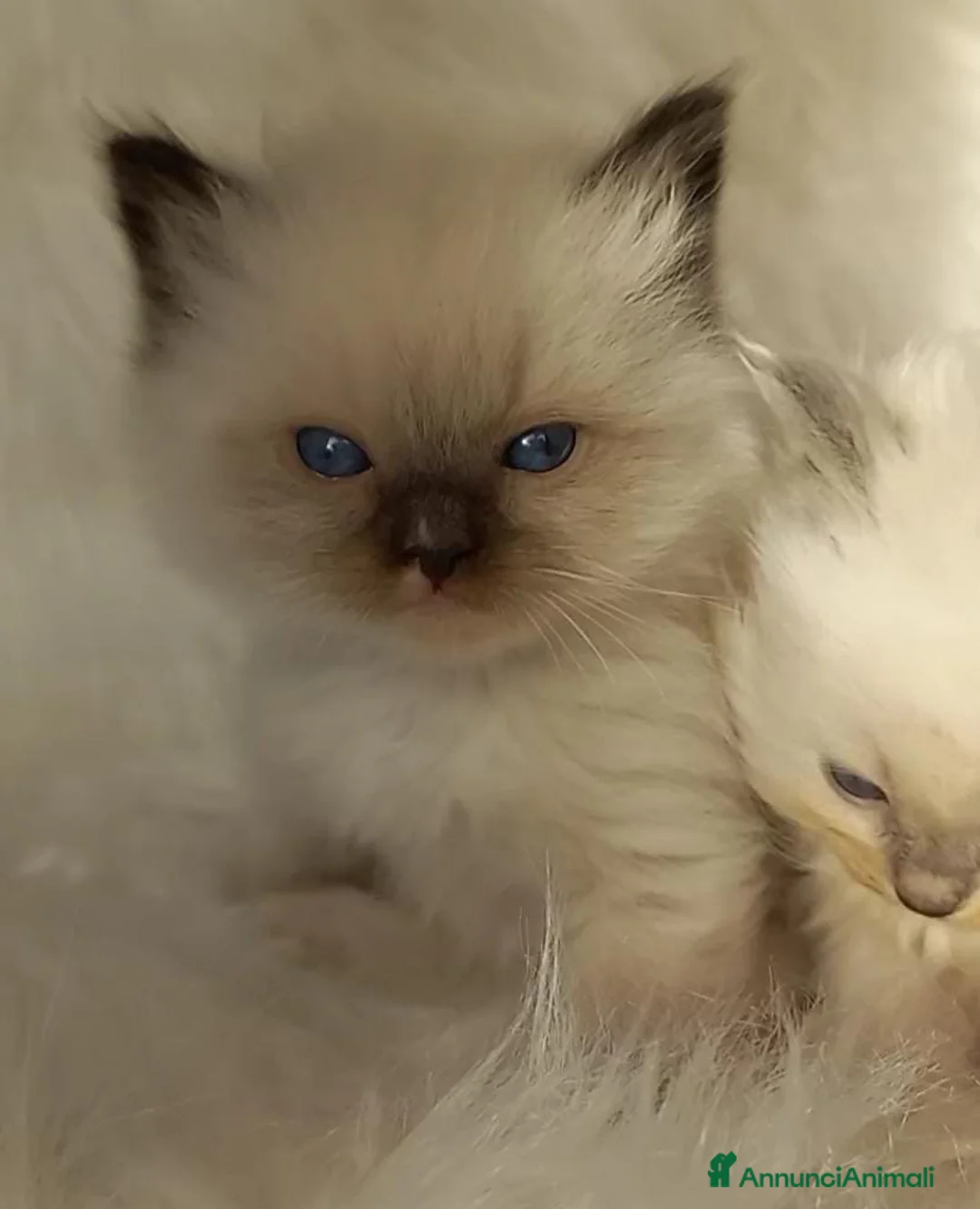 Immagine della galleria {{count}}