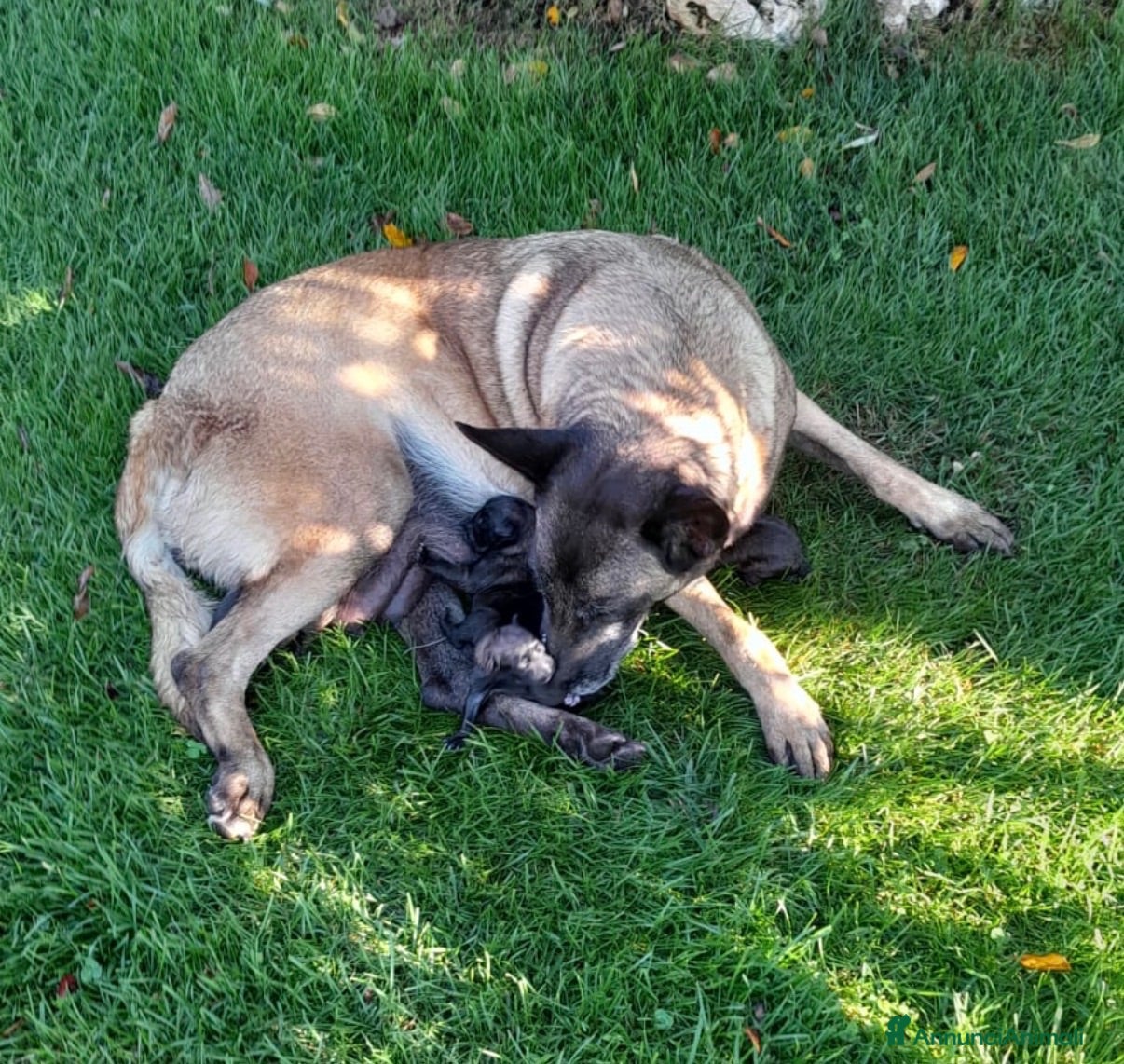 Pastore Belga cani Splendidi cuccioli Pastore Belga Malinois - Annuncio 29