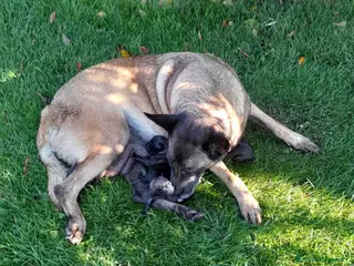 Pastore Belga cani Splendidi cuccioli Pastore Belga Malinois - Annuncio 29