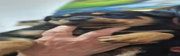 Rottweiler cani in vendita: Cuccioli di rottweiler  a Provincia del Sulcis Iglesiente - Annuncio 9
