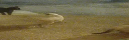 Siamese gatti in vendita: VENDO DUE  SIMIL SIAMESI STUPENDI!!  - Annuncio 1