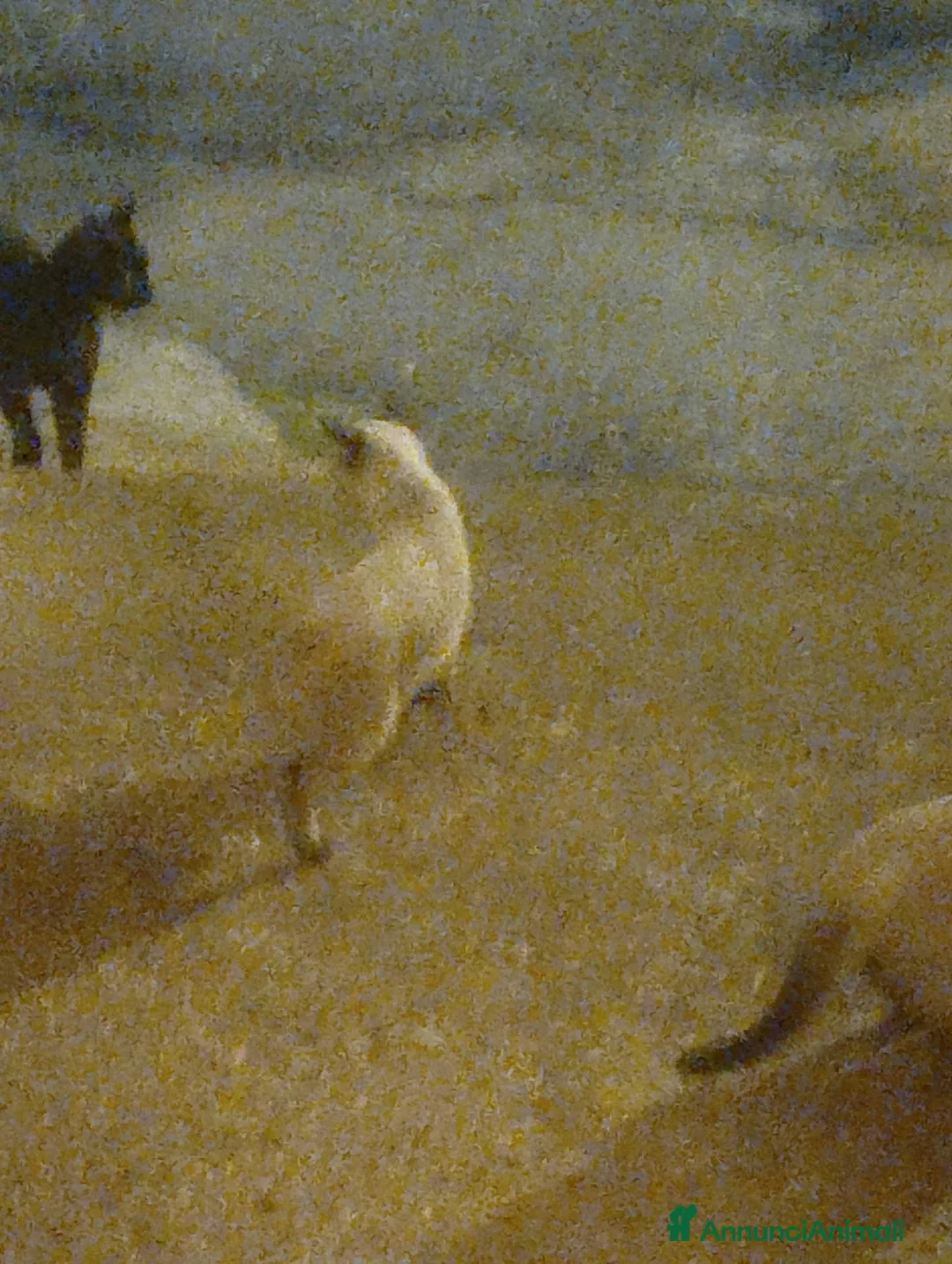 Siamese gatti in vendita: VENDO DUE  SIMIL SIAMESI STUPENDI!!  - Annuncio 1
