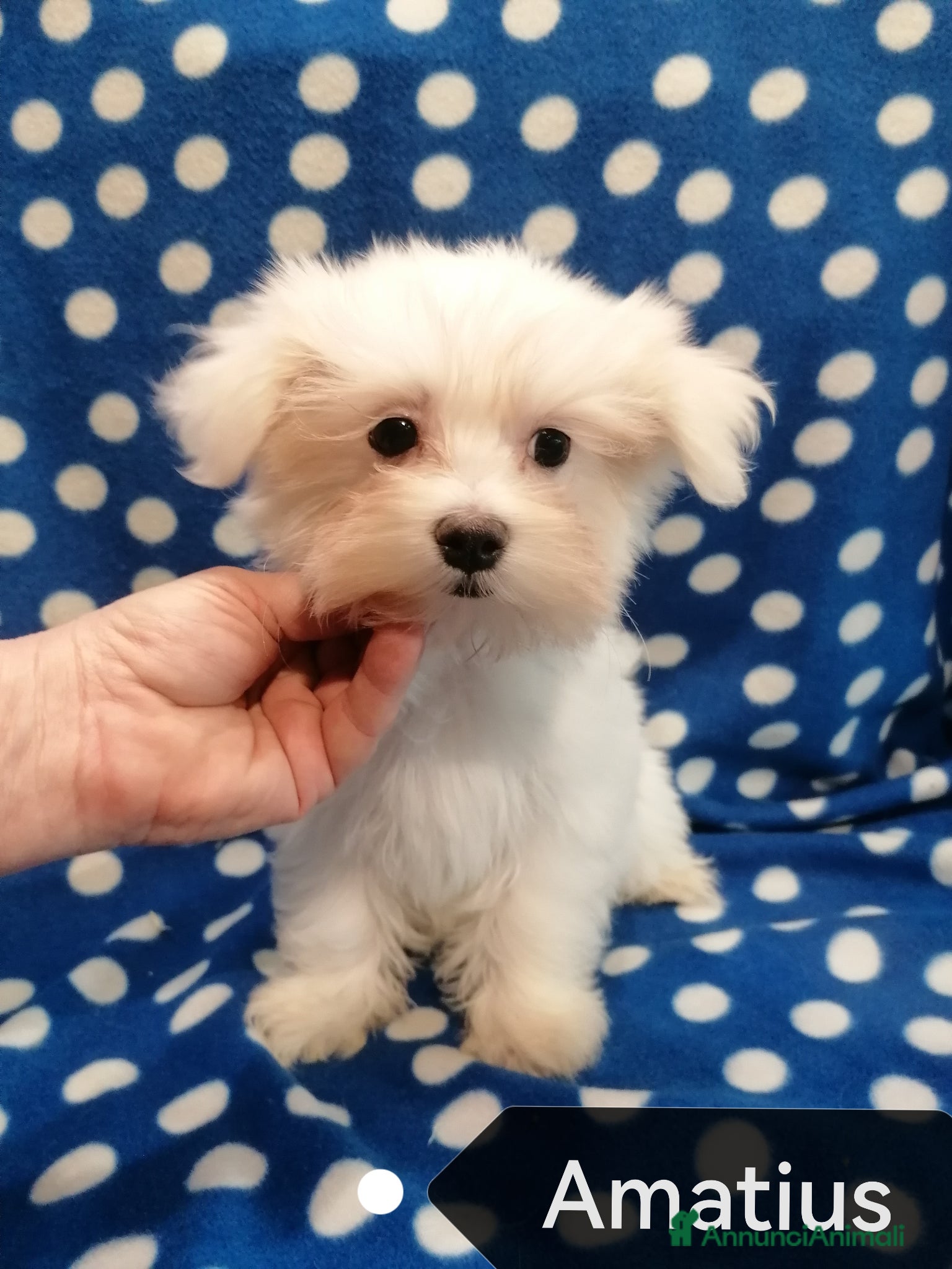 Maltese cani Maltese cuccioli  - Annuncio 3