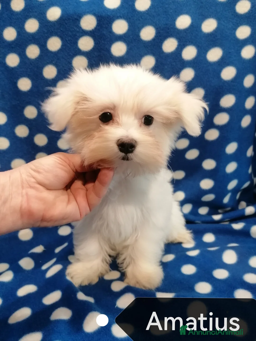 Maltese cani in vendita: Maltese cuccioli  - Annuncio 1