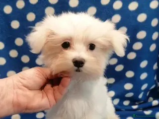 Maltese cani Maltese cuccioli - Annuncio 3