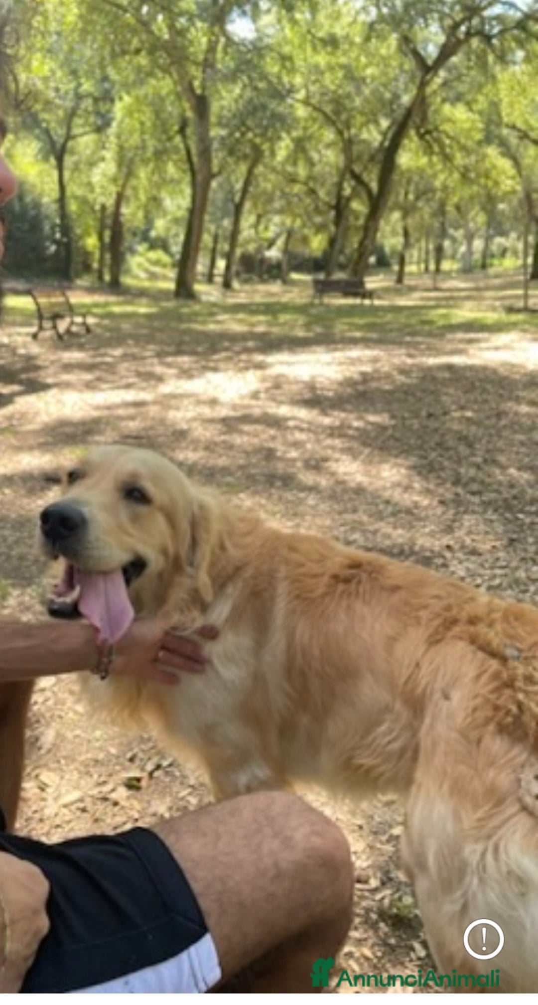 Golden Retriever cani in vendita: Golden retraiver a Città metropolitana di Roma Capitale - Immagine 7