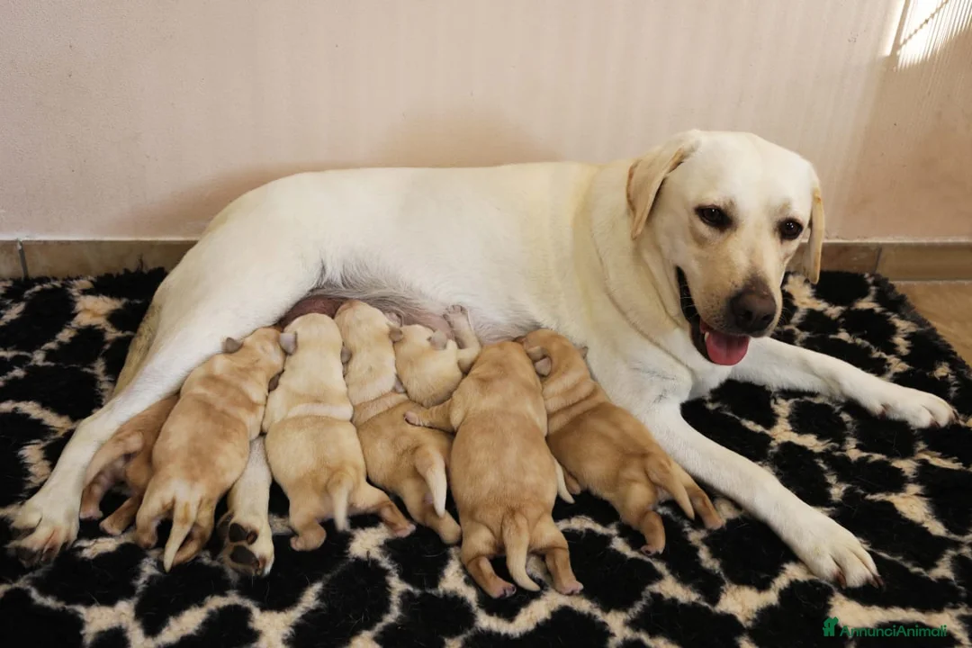 Labrador cani in vendita: Splendida cucciolata di Labrador Retriever - Annuncio 1