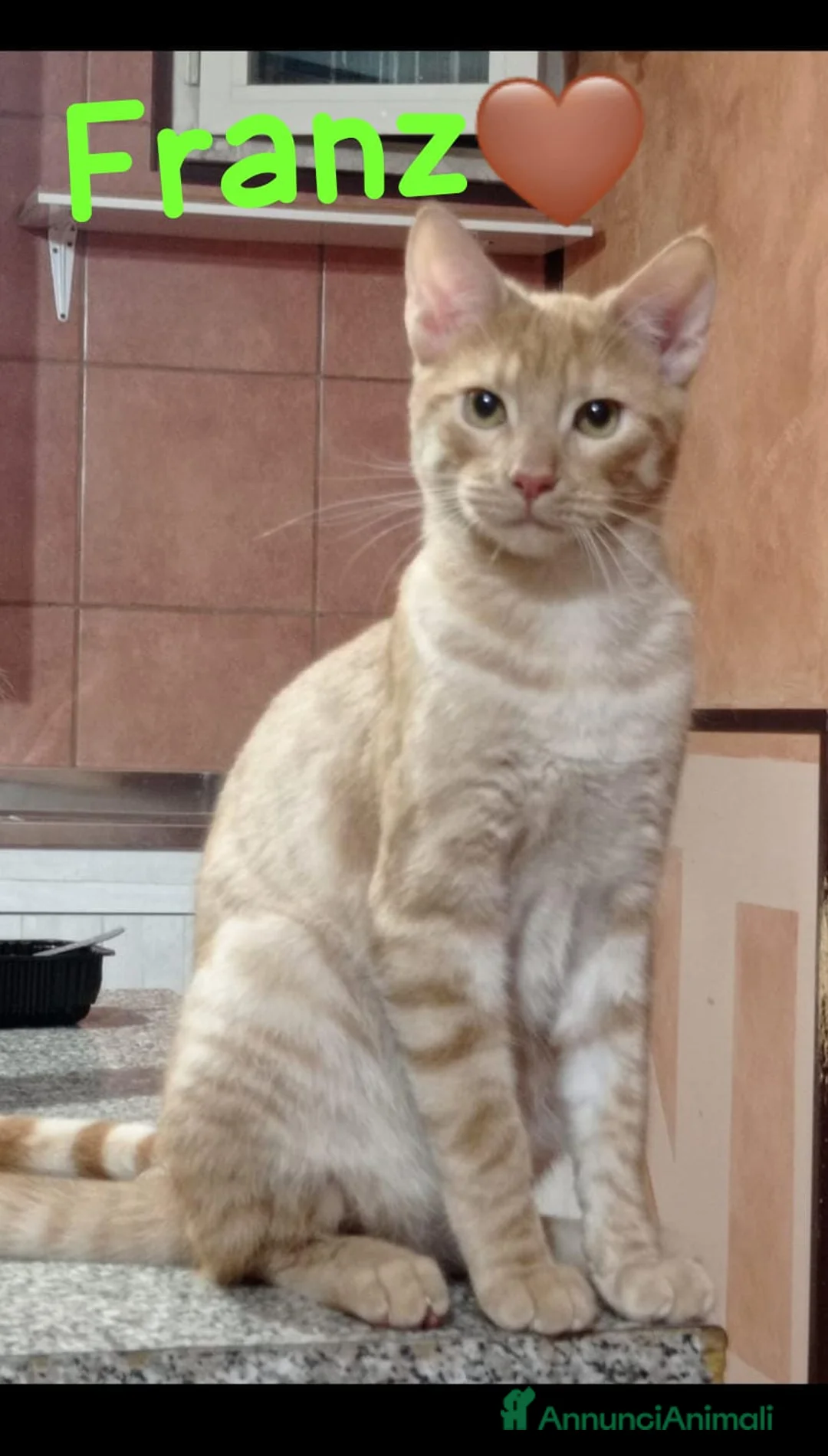 Europeo gatti in regalo: Ale e Franz 2mici rossi 7mesi ROMA SOS  - Annuncio 4