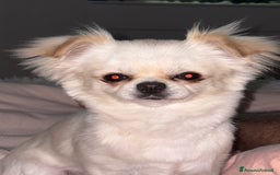 Chihuahua cani per accoppiamento: Chihuahua maschio pelo lungo disponibile x monta - Immagine 2