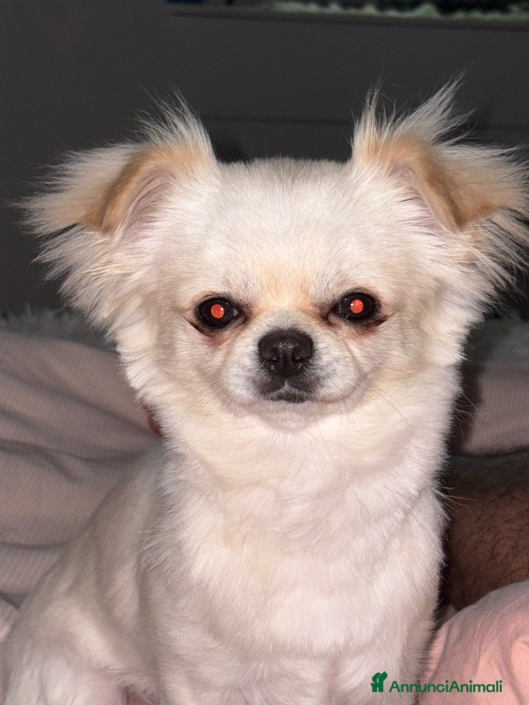 Chihuahua cani per accoppiamento: Chihuahua maschio pelo lungo disponibile x monta - Immagine 2