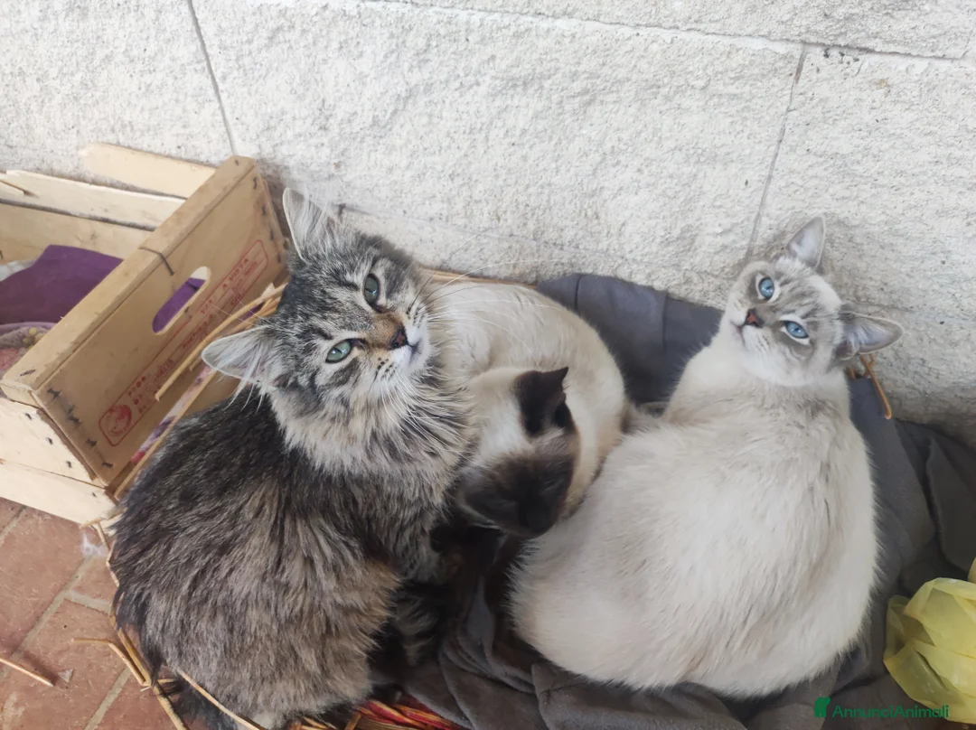 Meticcio gatti in regalo: Bianchino cerca casa! - Annuncio 3