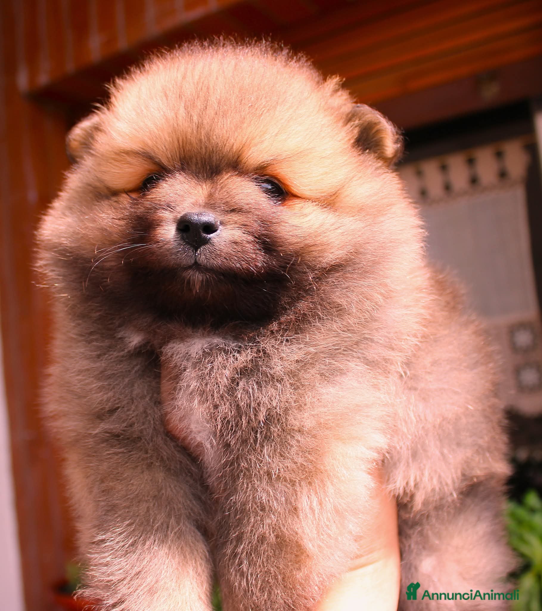 Volpino Italiano cani Volpino Italiano Maschio Pedigree  - Annuncio 1