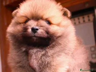 Volpino Italiano cani Volpino Italiano Maschio Pedigree - Annuncio 9