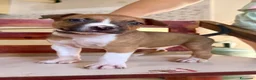 American Staffordshire cani in vendita: Cuccioli di Amstaff  - Annuncio 11