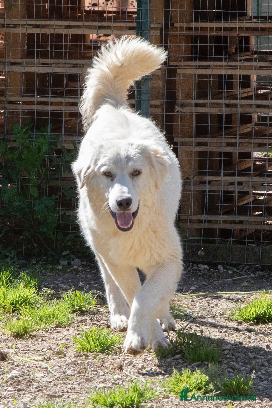 Meticcio cani in regalo: NUVOLETTA SOFFICE INVISIBILE a Provincia di Brescia - Annuncio 2