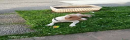 American Staffordshire cani in regalo: American staffordshire terrier - Annuncio 5
