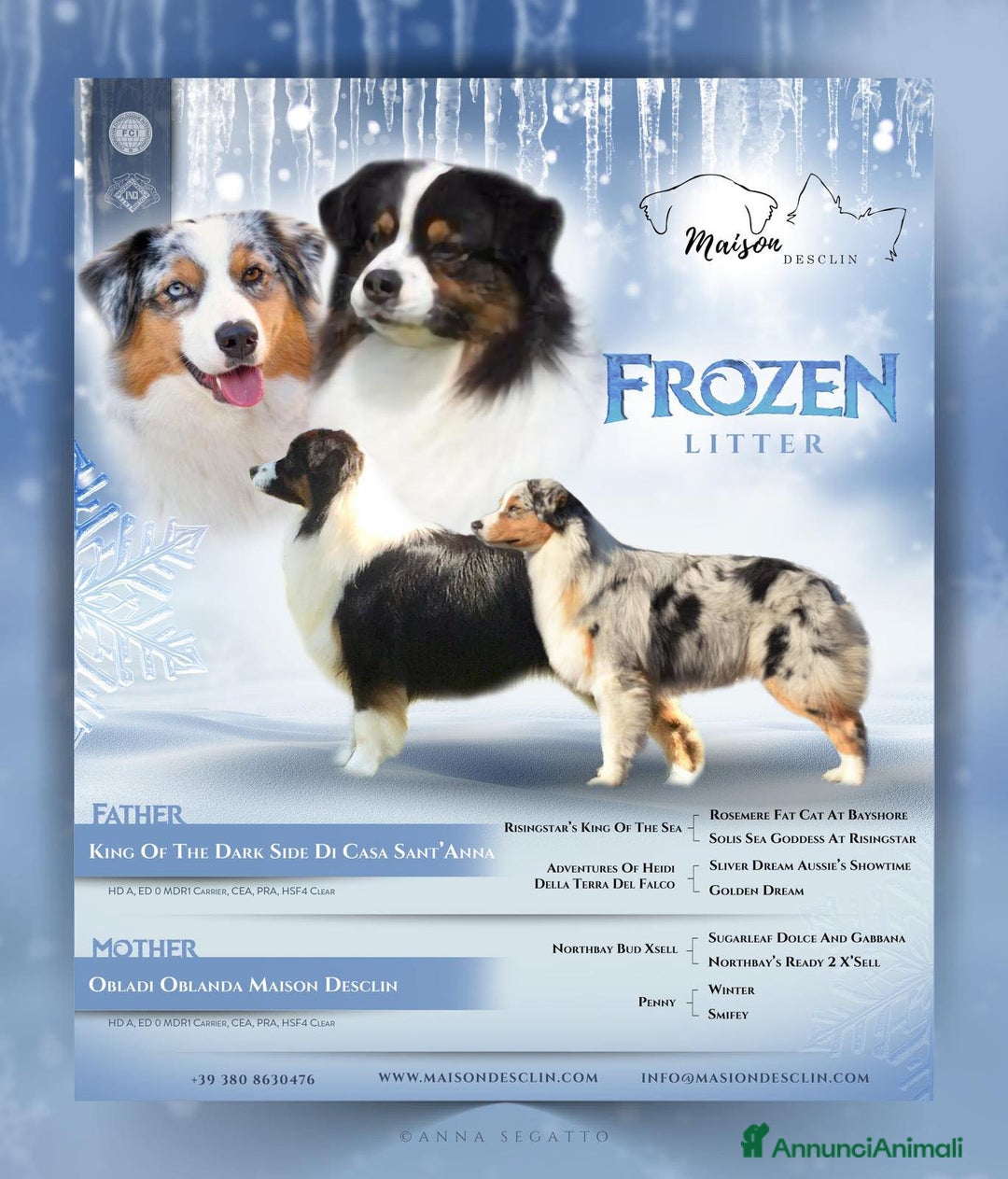 Australian Shepherd cani in vendita: Cuccioli Australian Shepherd - Annuncio 2