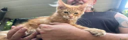 Maine Coon gatti in vendita: Maine coon maschio manto rosso - Annuncio 3