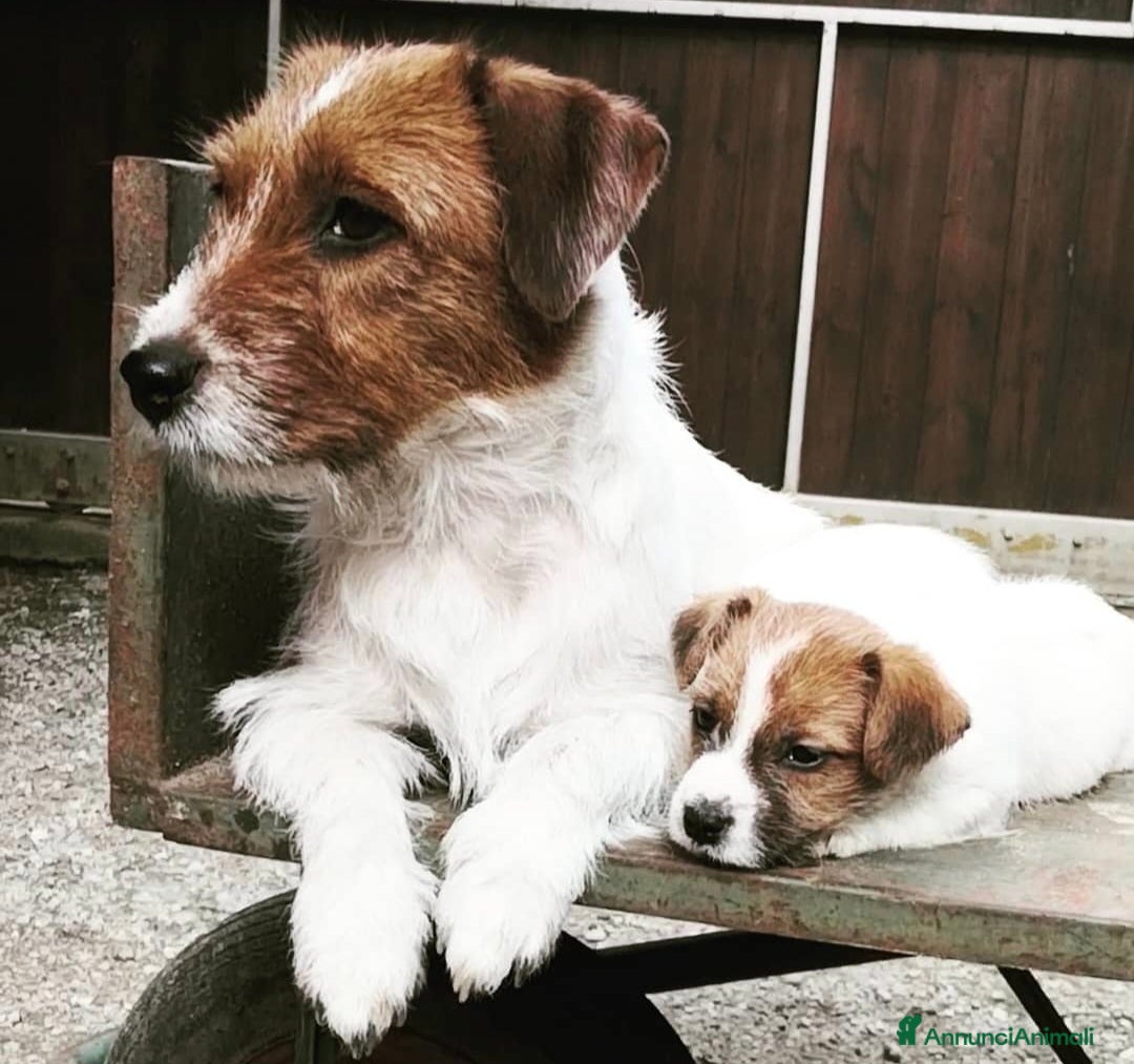 Jack Russell cani Cuccioli di Jack Russell  - Annuncio 1